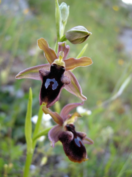 Ophrys delle Mainarde